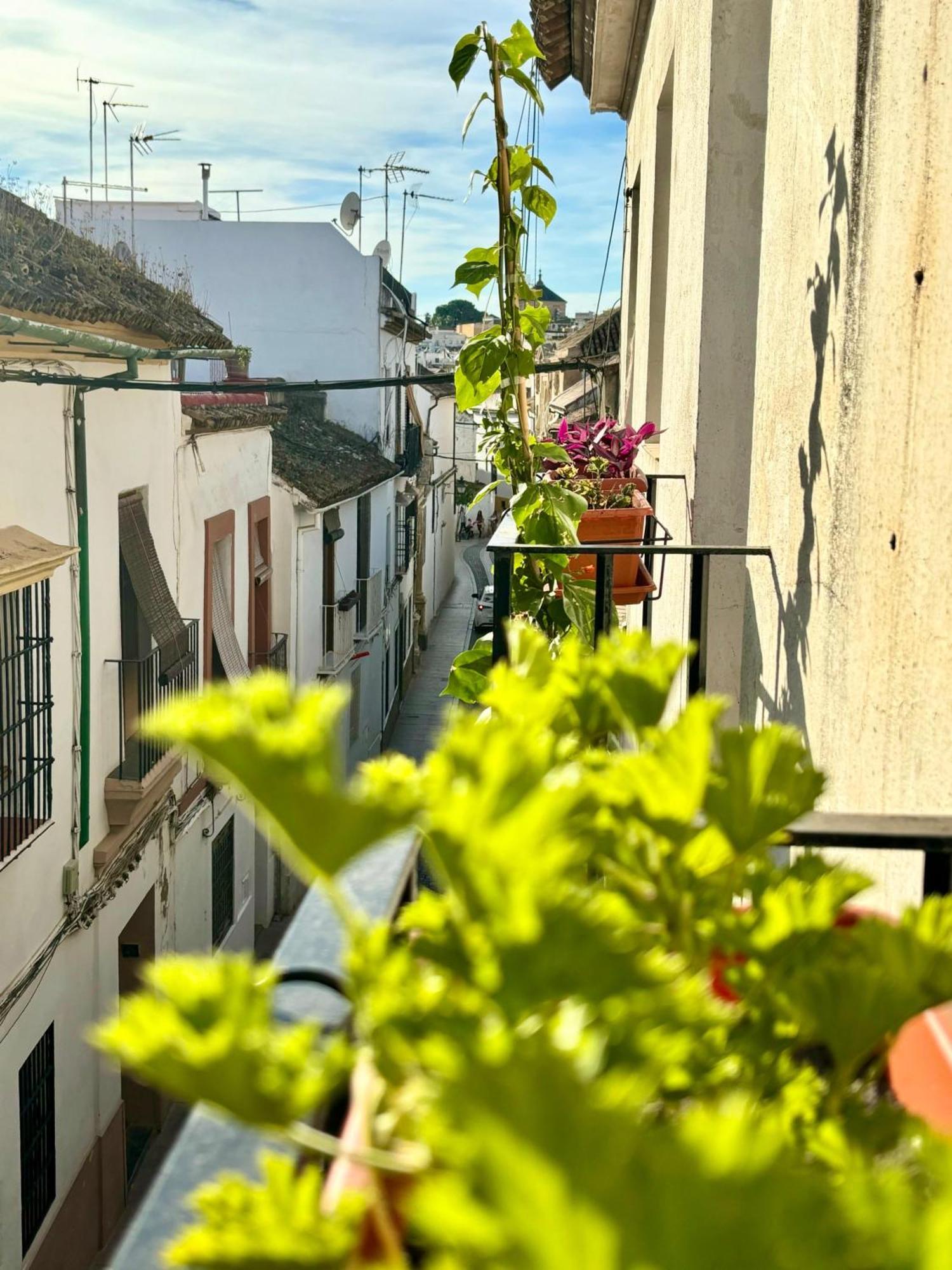 La Buganvilla De Santiago قرطبة المظهر الخارجي الصورة